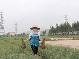 VIDEO: Nông nghiệp Kinh Môn tiếp tục là trụ đỡ ổn định đời sống kinh tế địa phương 